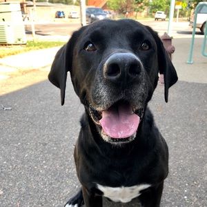 Meet your Posher, Sam